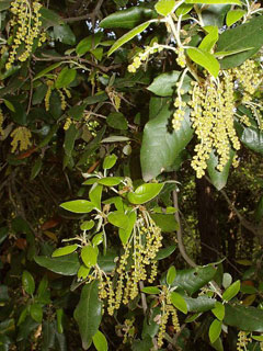 Quercus ilex Holly Oak