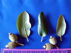 Quercus ilex ballota Holm Oak