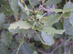 Quercus infectoria Aleppo Oak, Oak