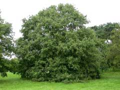 Quercus_libani Lebanon Oak