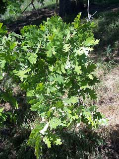 Quercus_lobata Californian White Oak, Valley oak
