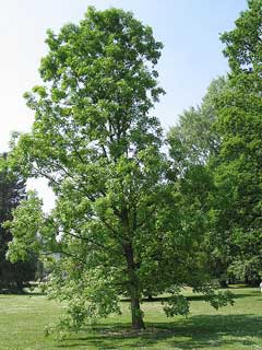 Quercus_macrocarpa Burr Oak, Mossy Cup Oak