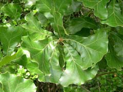 Quercus_marilandica Blackjack Oak