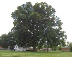 Quercus michauxii Swamp Chestnut Oak