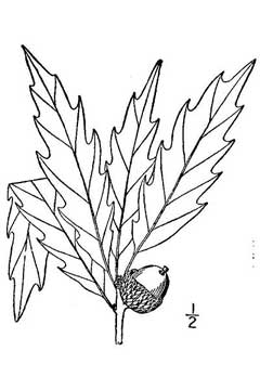 Quercus muehlenbergii Yellow Chestnut Oak, Chinkapin oak Quercus muehlenbergii Yellow Chestnut Oak, Chinkapin oak