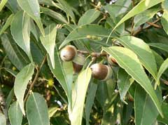 Quercus myrsinaefolia 