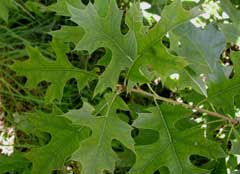 Quercus_palustris Pin Oak, Swamp Oak
