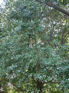 Quercus phillyreoides Black ridge oak, Quercus phillyreoides Black ridge oak,