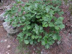 Quercus prinus Rock Chestnut Oak Quercus prinus Rock Chestnut Oak