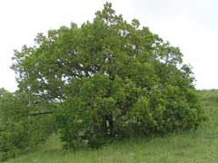 Quercus_pubescens Downy Oak