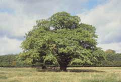 Quercus robur Pedunculate Oak, English oak