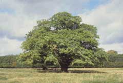 Quercus robur Pedunculate Oak