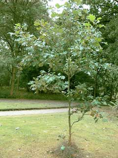 Quercus shumardii Shumard Oak, Schneck oak