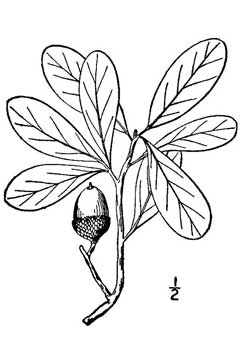 Quercus virginiana Live Oak Quercus virginiana Live Oak