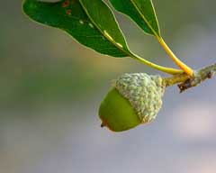 Quercus x bebbiana Quercus x bebbiana