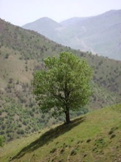 Quercus_brantii Barro, Brant