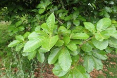 Quercus insignis Chicalaba Quercus insignis Chicalaba