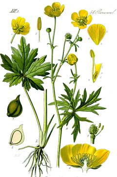Ranunculus_acris Meadow Buttercup, Tall buttercup, Showy buttercup