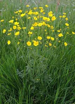 Ranunculus acris Meadow Buttercup, Tall buttercup, Showy buttercup Ranunculus acris Meadow Buttercup, Tall buttercup, Showy buttercup