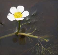 Ranunculus_aquatilis Water Crowfoot,  White water crowfoot
