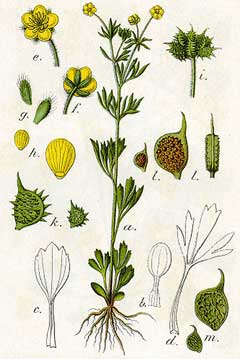 Ranunculus arvensis Corn Buttercup Ranunculus arvensis Corn Buttercup