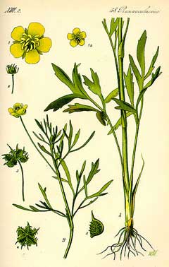 Ranunculus arvensis Corn Buttercup Ranunculus arvensis Corn Buttercup