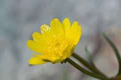 Ranunculus_californicus California Buttercup