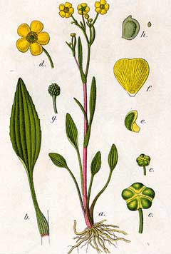Ranunculus flammula Lesser Spearwort, Greater creeping spearwort