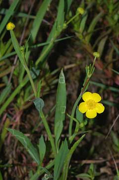 Ranunculus_flammula Lesser Spearwort, Greater creeping spearwort