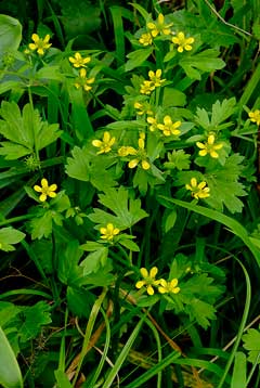 Ranunculus muricatus Rough-Seed Buttercup, Spinyfruit buttercup Ranunculus muricatus Rough-Seed Buttercup, Spinyfruit buttercup