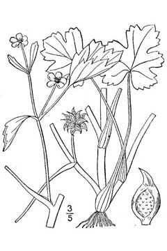 Ranunculus_muricatus Rough-Seed Buttercup, Spinyfruit buttercup