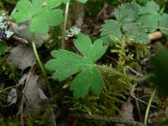 Ranunculus occidentalis Western Buttercup Ranunculus occidentalis Western Buttercup