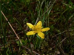 Ranunculus occidentalis Western Buttercup Ranunculus occidentalis Western Buttercup