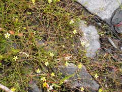 Ranunculus reptans Creeping Spearwort