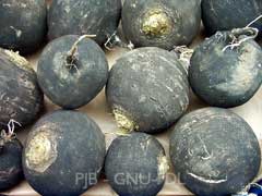 Raphanus sativus niger Oriental Radish Raphanus sativus niger Oriental Radish