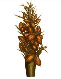 Raphia farinifera Raffia Palm