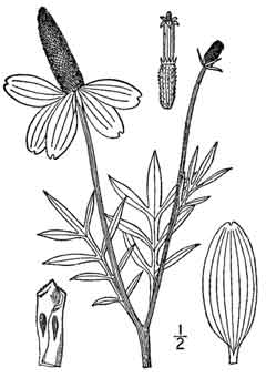 Ratibida columnifera Prairie Coneflower, Upright prairie coneflower, Woolly Cinquefoil, Praire Coneflower, Mexican Hat
