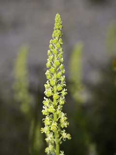 Reseda lutea Wild Mignonette, Yellow mignonette Reseda lutea Wild Mignonette, Yellow mignonette