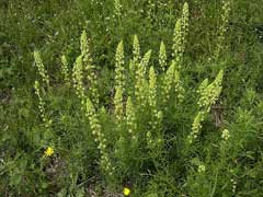Reseda lutea Wild Mignonette, Yellow mignonette Reseda lutea Wild Mignonette, Yellow mignonette