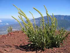 Reseda_luteola Weld, Dyer Reseda_luteola Weld, Dyer