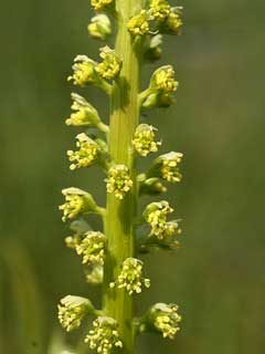 Reseda_luteola Weld, Dyer Reseda_luteola Weld, Dyer