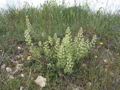 Reseda phyteuma Rampion mignonette Reseda phyteuma Rampion mignonette