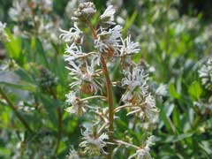 Reseda phyteuma Rampion mignonette Reseda phyteuma Rampion mignonette