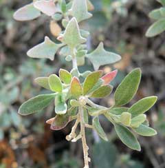 Rhagodia spinescens Spiny Saltbush
