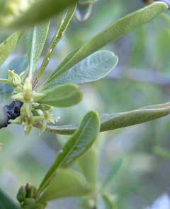 Rhamnus lycioides Rhamnus lycioides