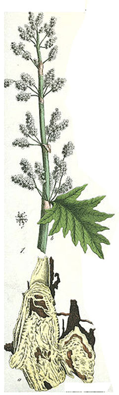 Rheum palmatum Turkey Rhubarb, Chinese Rhubarb - Da Huang