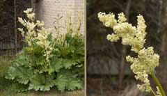Rheum rhaponticum Rhubarb