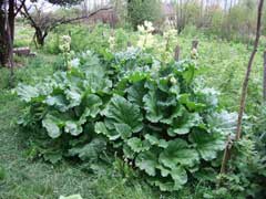 Rheum rhaponticum Rhubarb