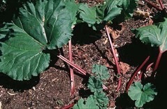 Rheum x cultorum Rhubarb Rheum x cultorum Rhubarb