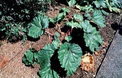 Rheum x cultorum Rhubarb Rheum x cultorum Rhubarb